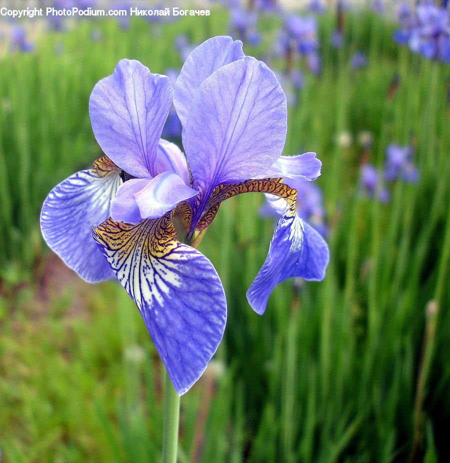 Flora, Flower, Iris, Plant, Blossom, Violet, Geranium