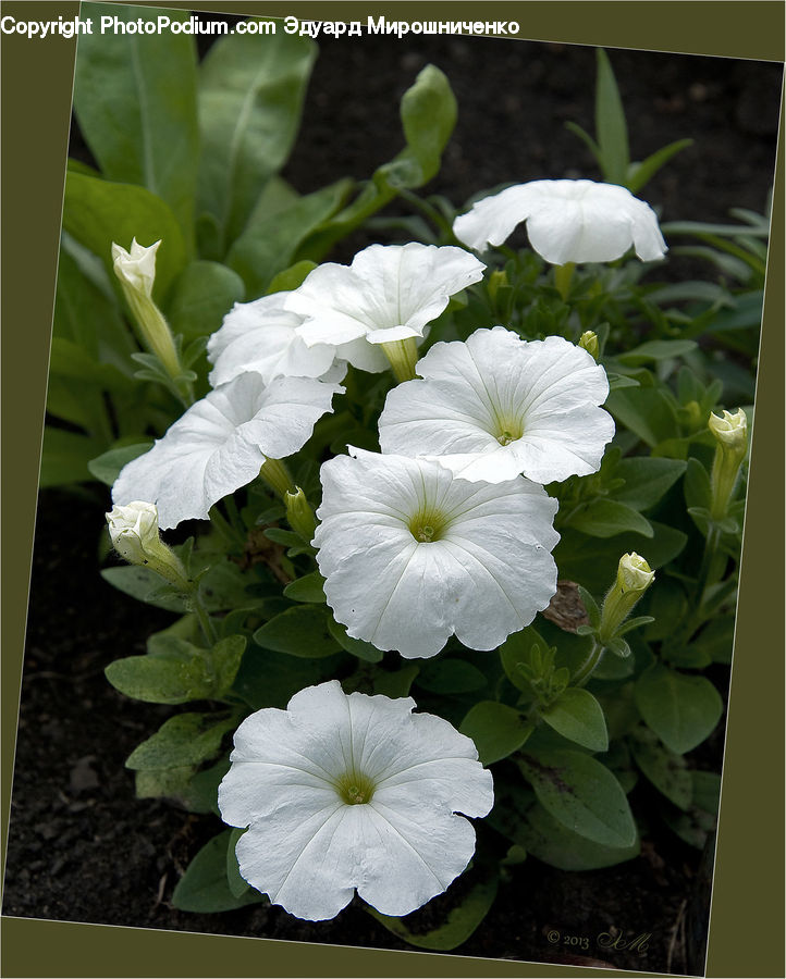 Blossom, Flora, Flower, Geranium, Plant, Petal, Peony
