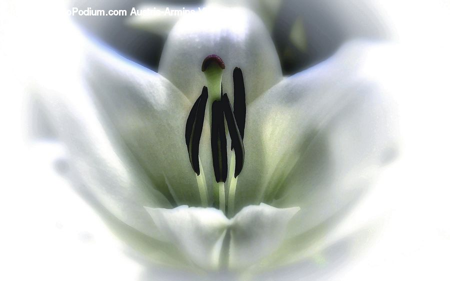 Flora, Flower, Gladiolus, Plant, Anther, Petal, Blossom