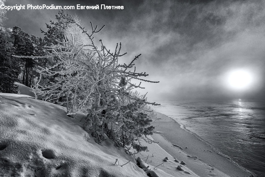 Ice, Outdoors, Snow, Conifer, Fir, Pine, Spruce