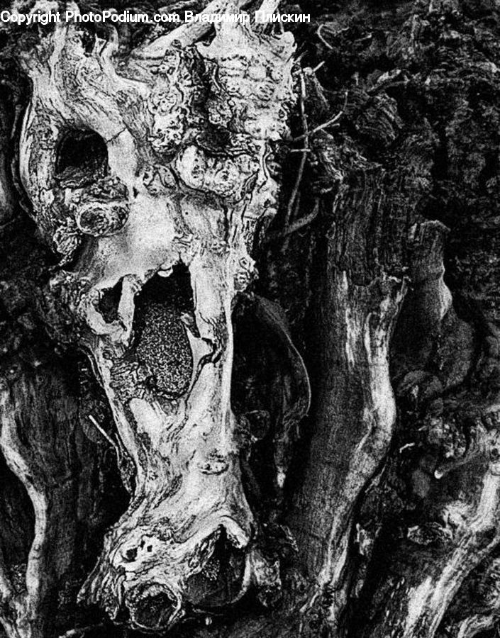 Oak, Tree, Wood, Tree Trunk, Root, Forest, Vegetation