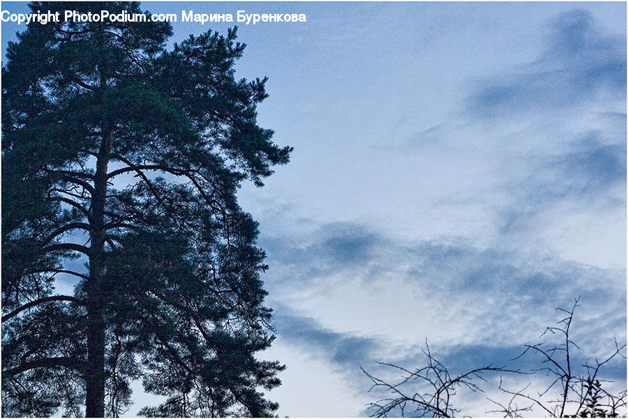 Conifer, Fir, Spruce, Wood, Plant, Tree, Landscape