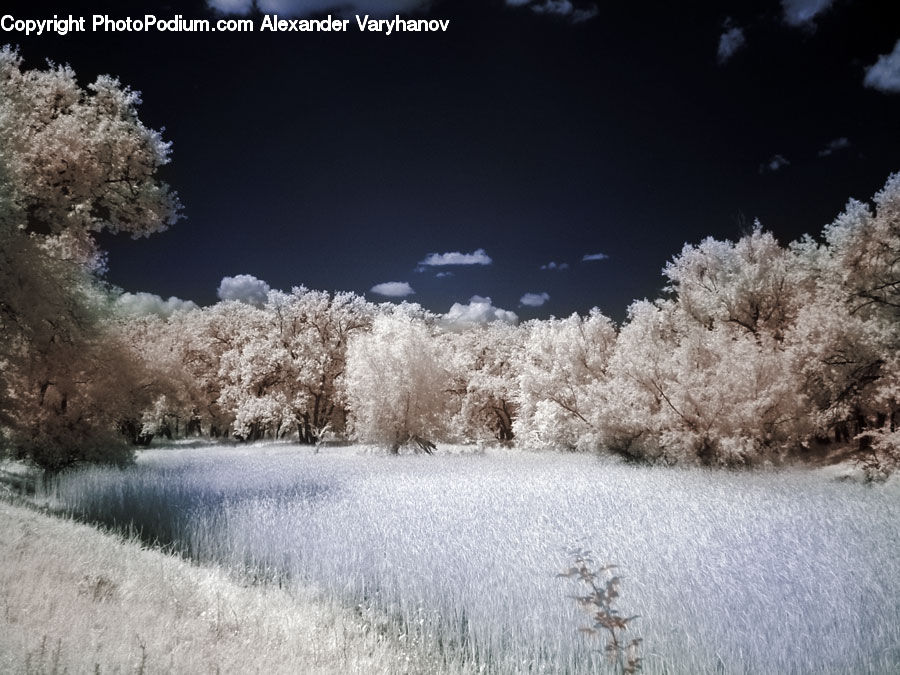Frost, Ice, Outdoors, Snow, Blossom, Flora, Flower