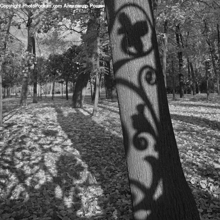 Park, Plant, Tree, Fir, Forest, Grove, Vegetation