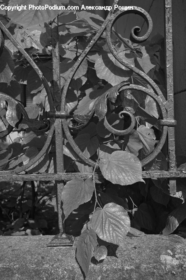People, Person, Human, Ivy, Plant, Vine, Cod