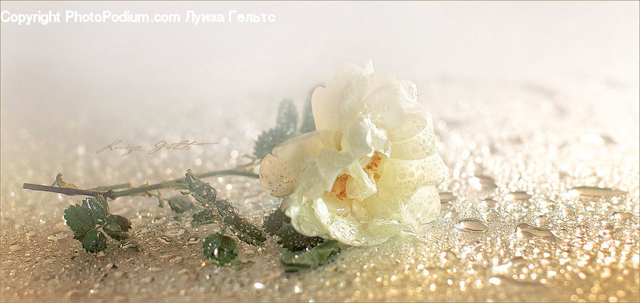 Blossom, Flora, Flower, Plant, Lilac, Petal, Soil