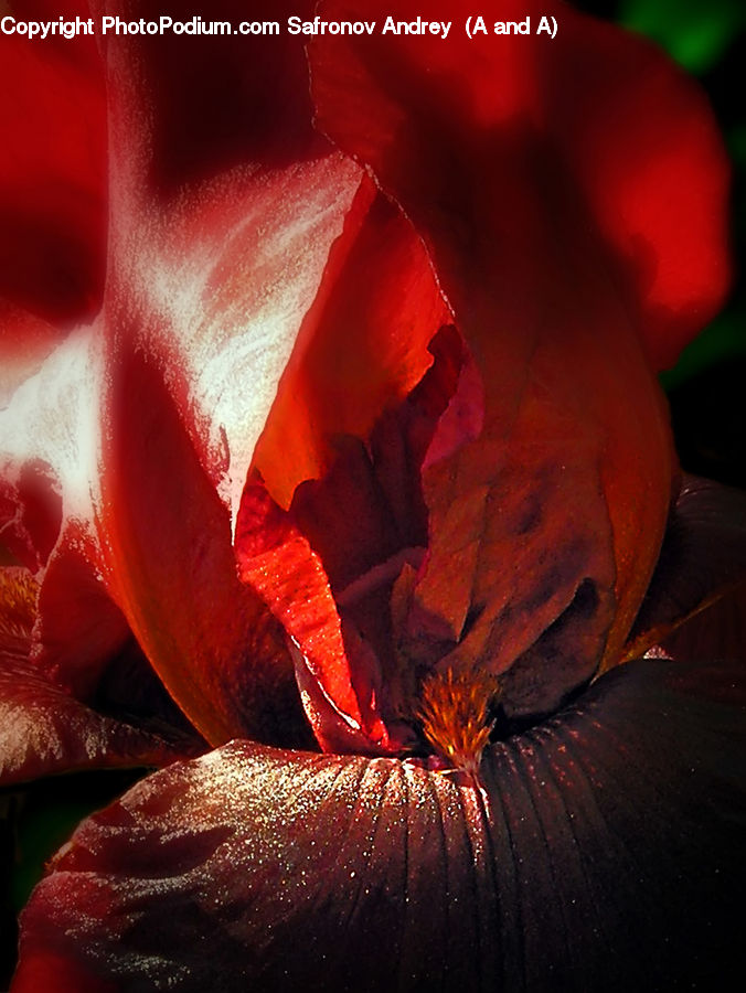 Flora, Flower, Gladiolus, Plant, Blossom, Geranium, Hibiscus