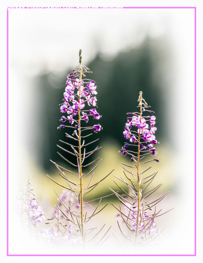Lavender, Plant, Blossom, Flora, Flower, Petal, Aquilegia