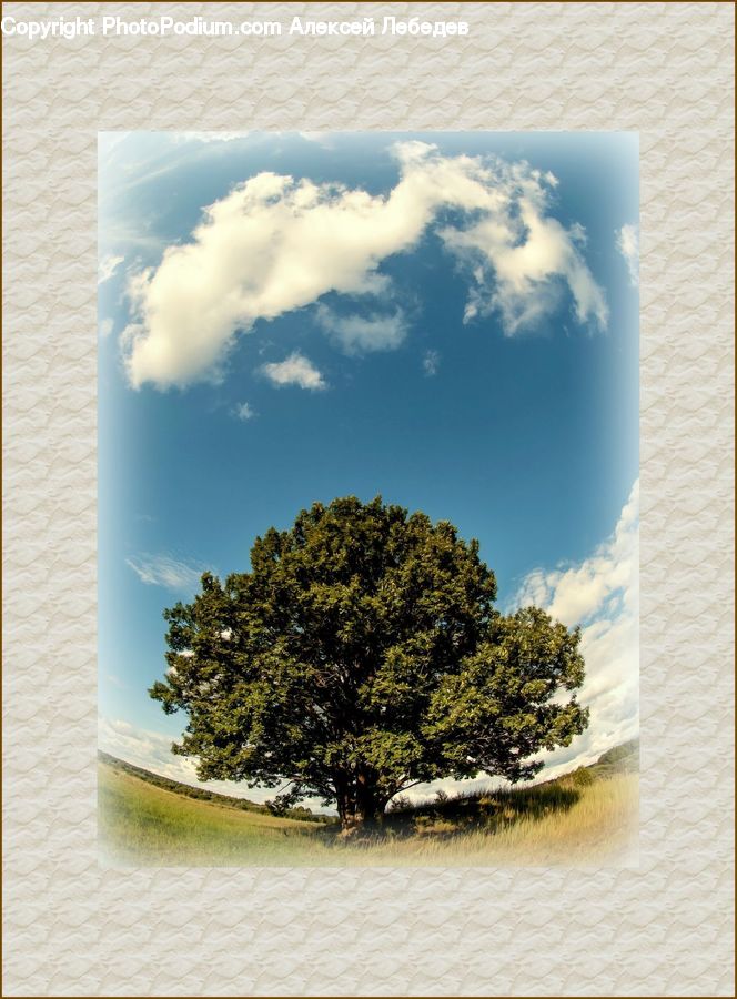 Building, Office Building, Conifer, Fir, Plant, Tree, Cloud