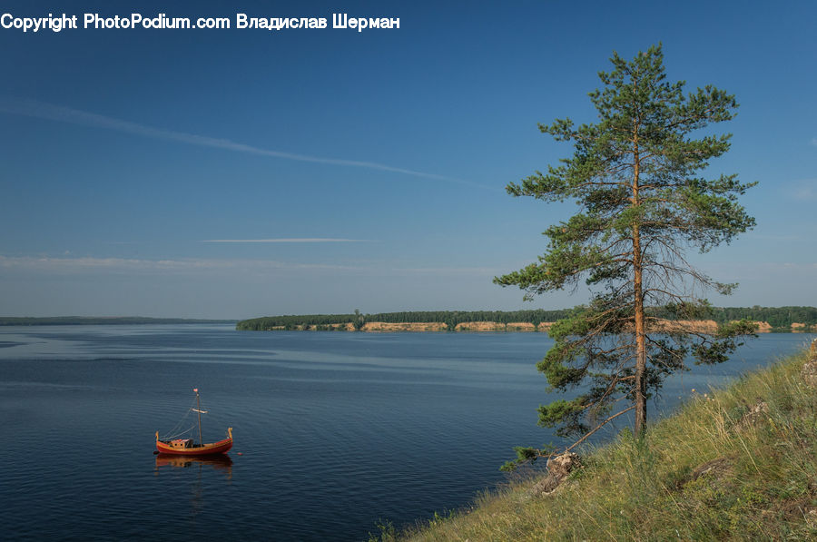 Conifer, Fir, Plant, Tree, Boat, Dinghy, Landscape