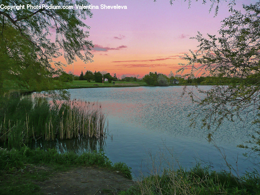 Lake, Outdoors, Water, Plant, Tree, Conifer, Fir