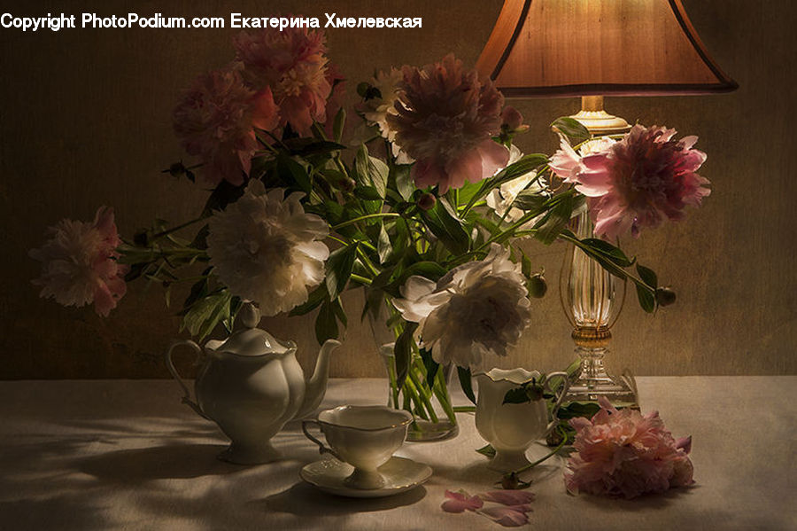 Plant, Potted Plant, Jar, Porcelain, Vase, People, Person