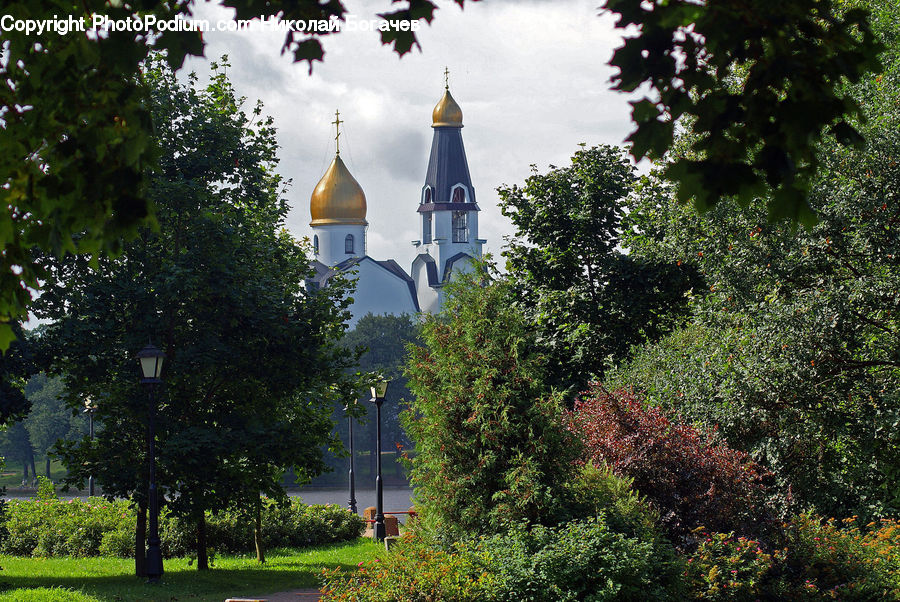 Architecture, Bell Tower, Clock Tower, Tower, Conifer, Plant, Tree
