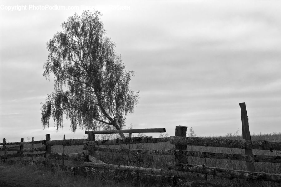 Countryside, Outdoors, Farm, Field, Plant, Tree, Ruins