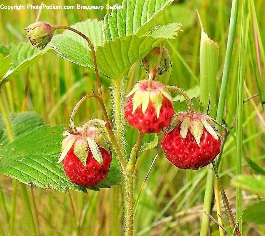 Fruit, Raspberry, Bird, Wren, Blossom, Flora, Flower
