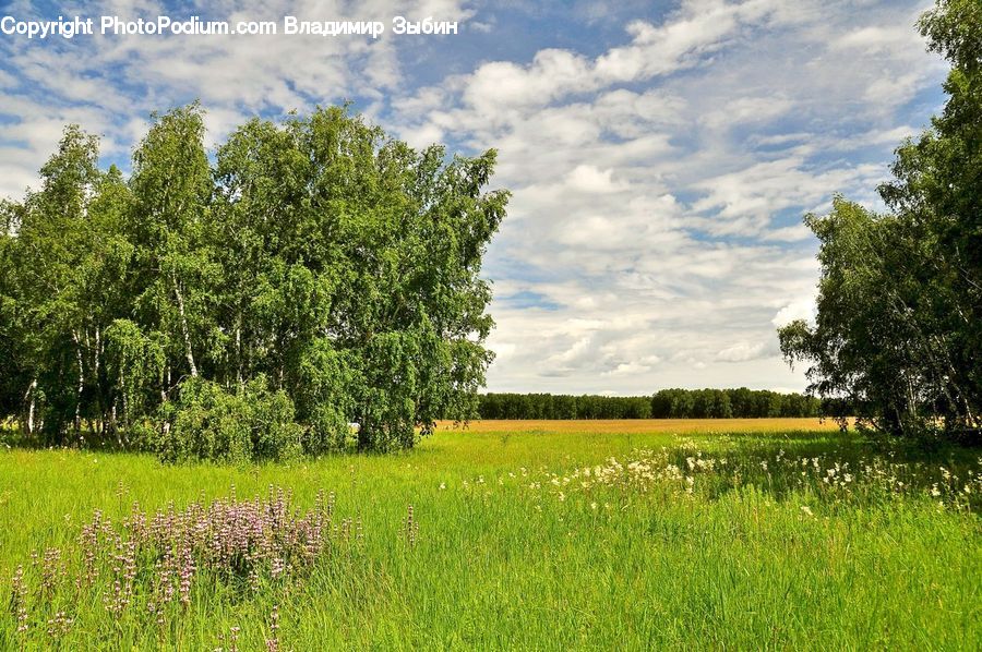 Field, Grass, Grassland, Land, Outdoors, Plant, Tree