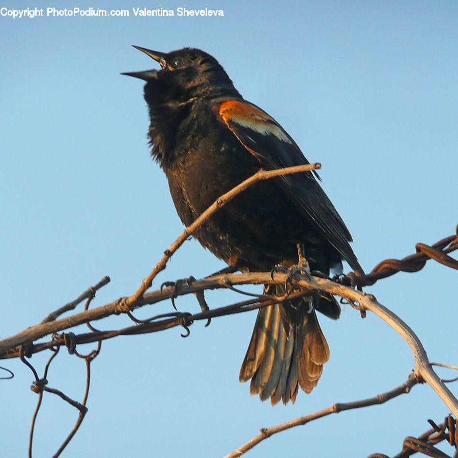 Bird, Blackbird