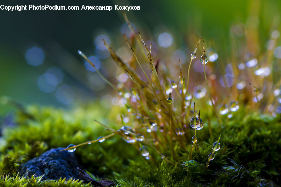 Moss, Plant, Bubble, Potted Plant, Field, Grass, Grassland