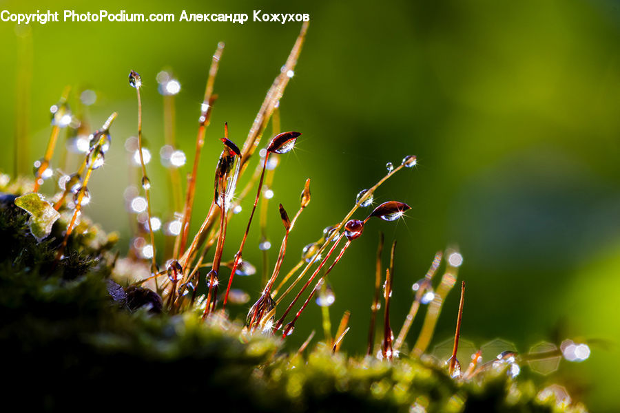 Moss, Plant, Field, Grass, Grassland, Leaf, Flora