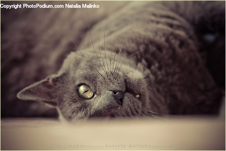 Animal, Chinchilla, Mammal, Rodent, Cat, Kitten, Pet