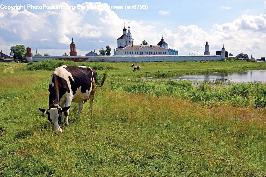 Countryside, Grassland, Meadow, Outdoors, Pasture, Ranch, Animal