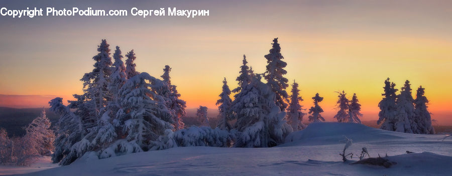 Frost, Ice, Outdoors, Snow, Conifer, Fir, Plant
