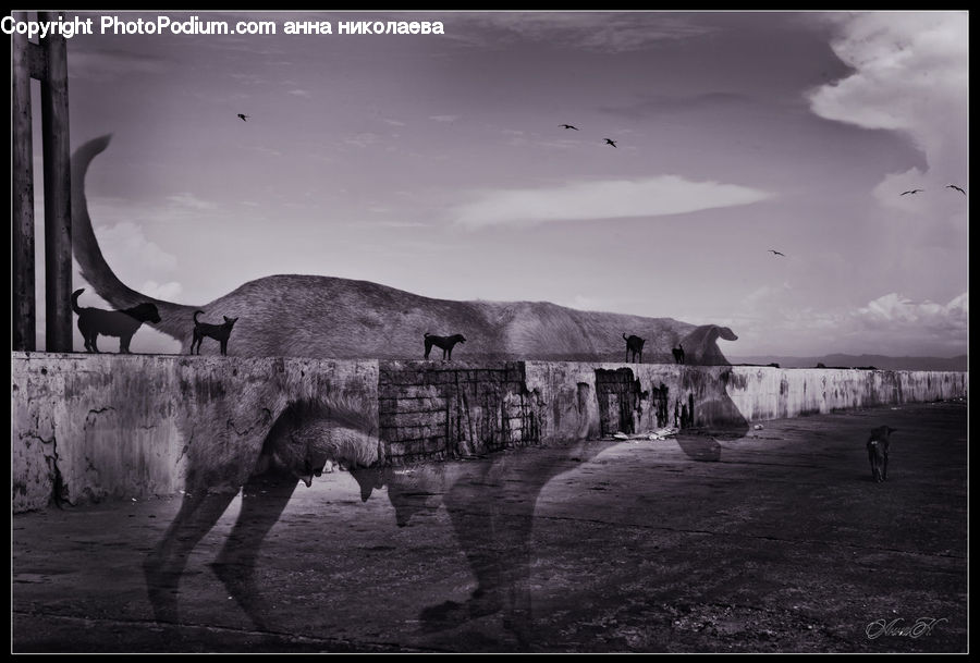 Angus, Animal, Bull, Mammal, Outdoors, Water, Silhouette