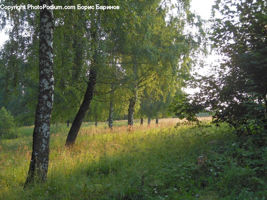 Forest, Grove, Land, Vegetation, Conifer, Fir, Plant