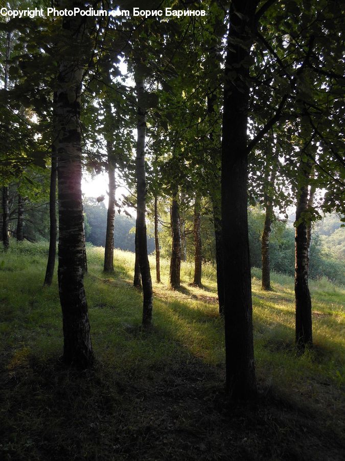 Forest, Vegetation, Plant, Tree, Grove, Land, Conifer
