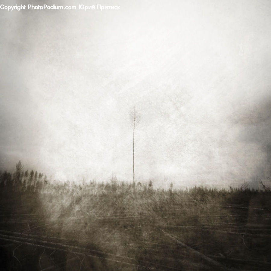 Fog, Field, Grass, Grassland, Plant, Dirt Road, Gravel