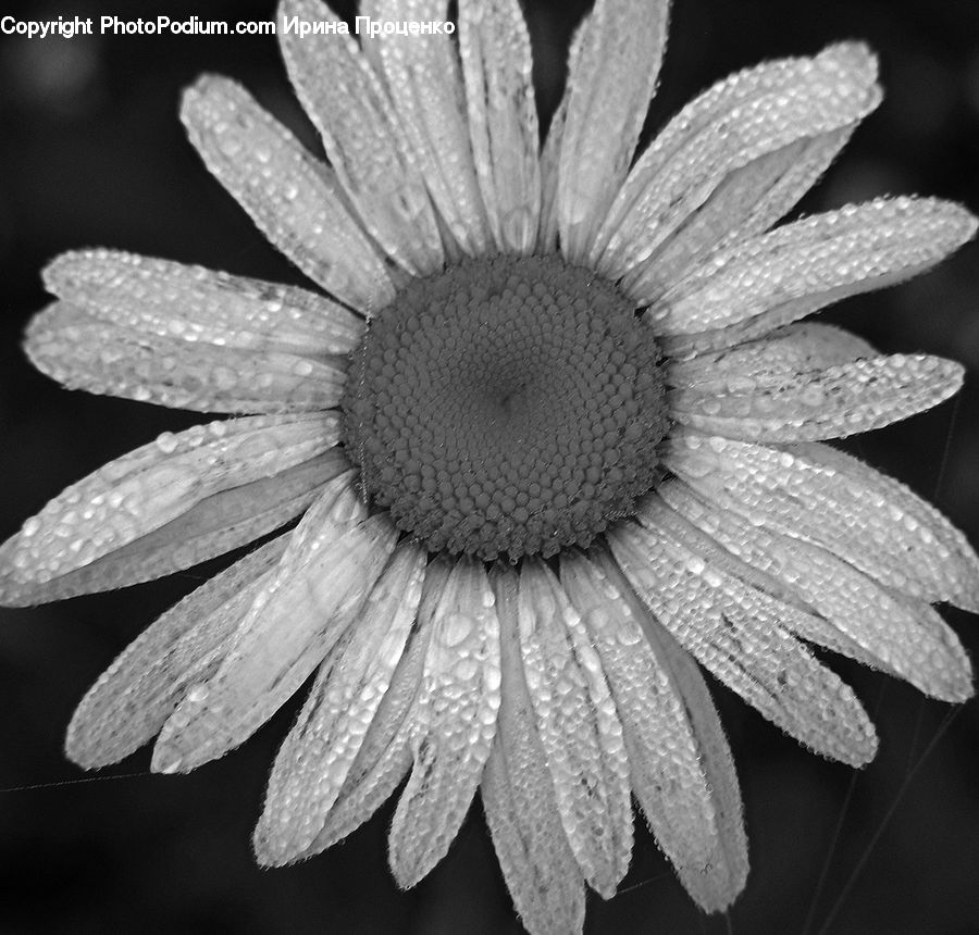 Blossom, Flora, Flower, Plant, Daisies, Daisy, Petal