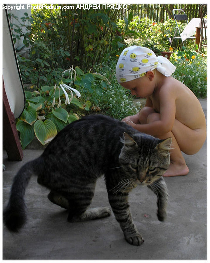 Plant, Potted Plant, Animal, Cat, Mammal, Pet, Adorable