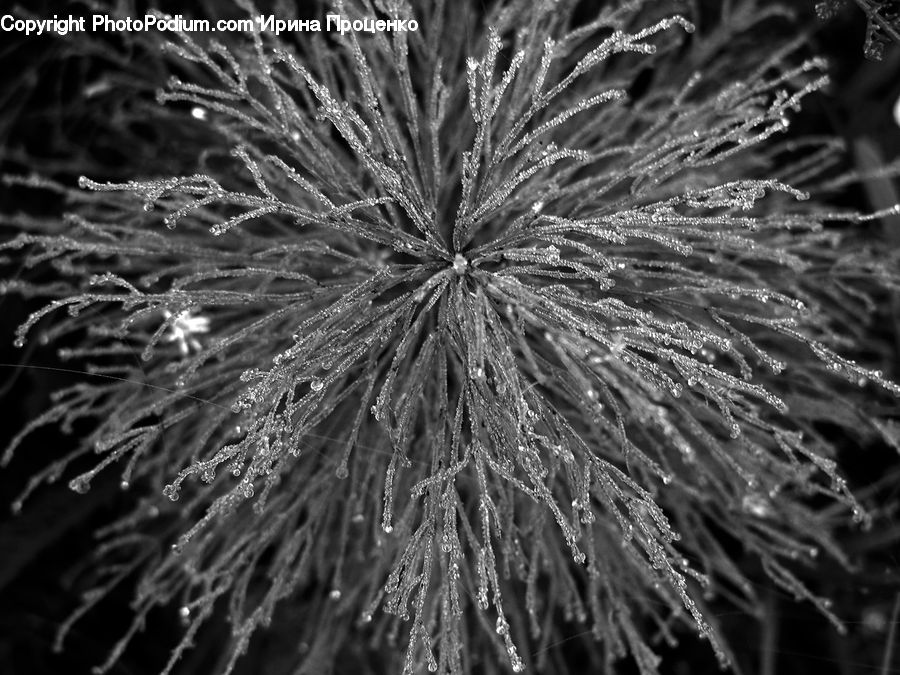 Fireworks, Night, Water, Conifer, Fir, Plant, Tree