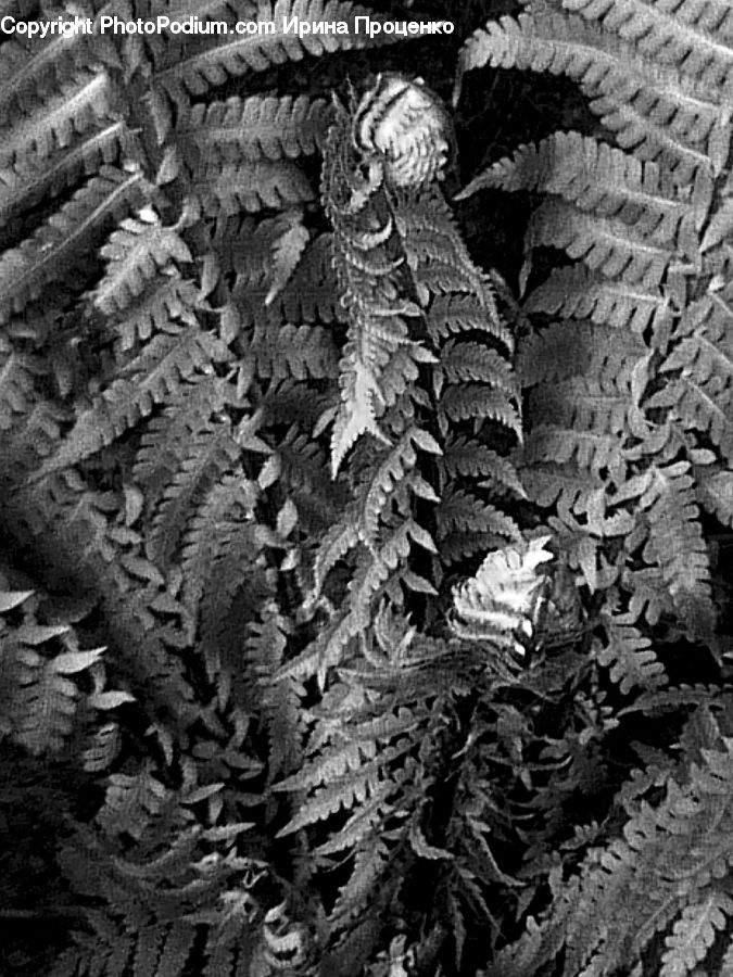 Fern, Plant, Asphalt, Tarmac, Soil