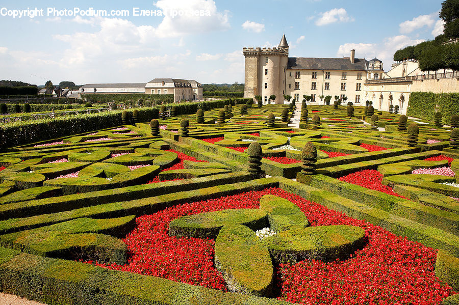 Bush, Plant, Vegetation, Garden, Building, Housing, Villa
