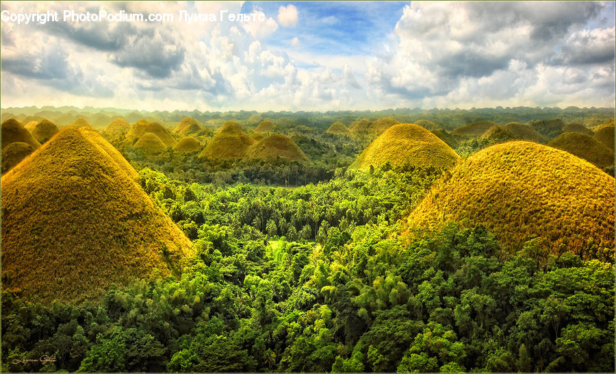 Grassland, Mound, Bush, Plant, Vegetation, Blossom, Flora