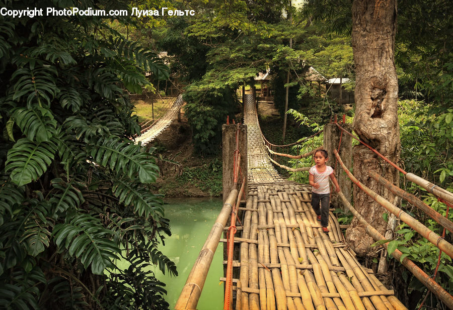 People, Person, Human, Forest, Jungle, Rainforest, Vegetation