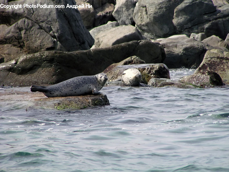 Animal, Mammal, Sea Life, Sea Lion, Seal, Rock, Outdoors