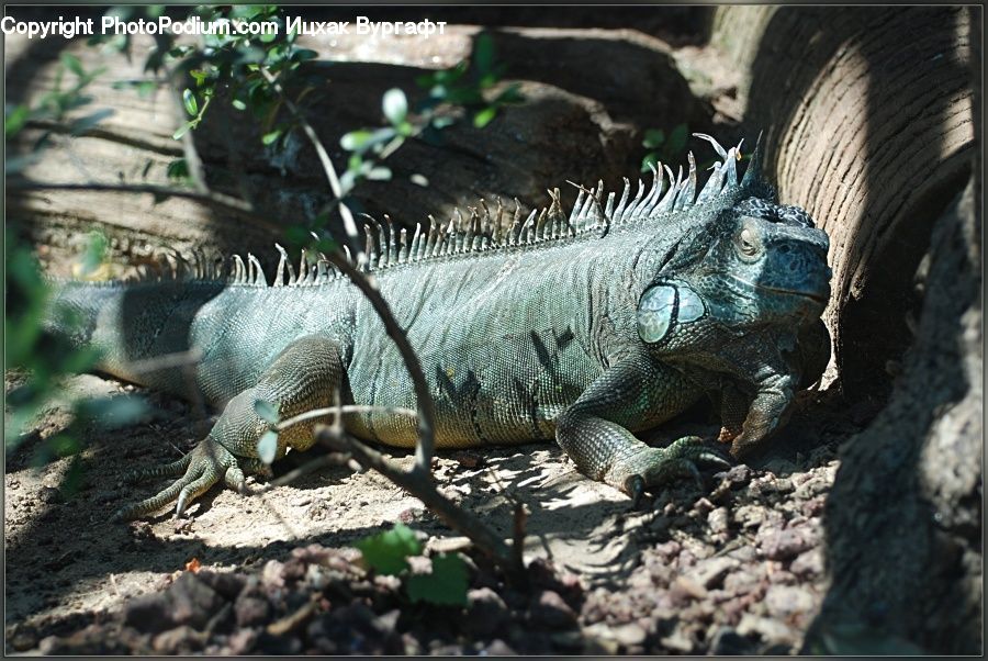 Iguana, Lizard, Reptile, Plant, Vine, Vegetation, Conifer