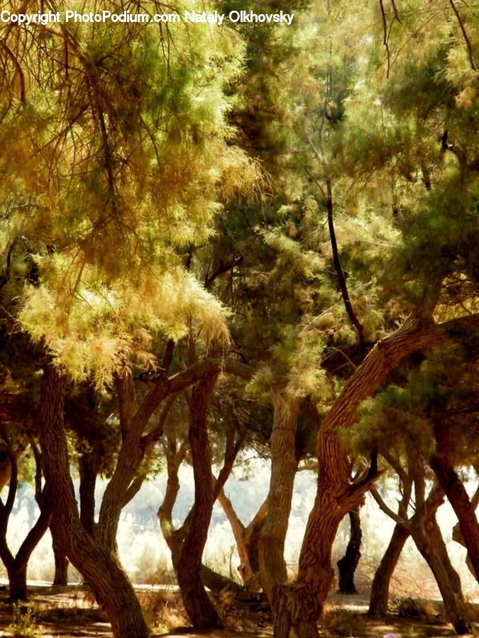 Conifer, Fir, Plant, Tree, Forest, Vegetation, Oak