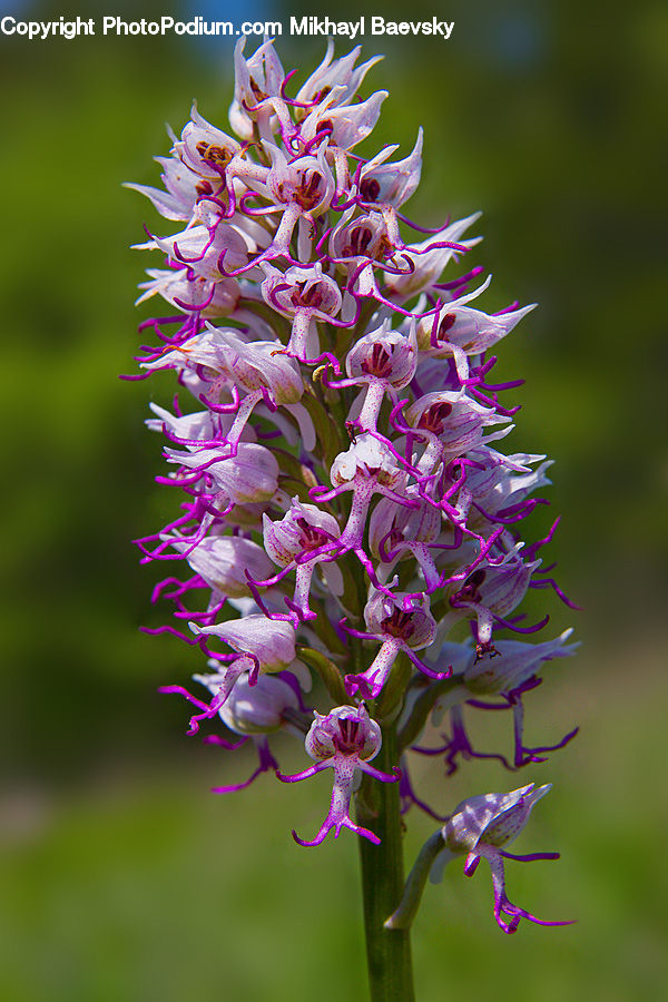 Blossom, Flora, Flower, Plant, Allium, Asteraceae