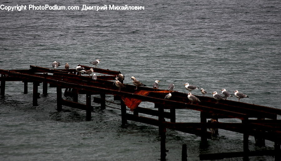 Boat, Watercraft, Dock, Landing, Pier, Bird, Seagull