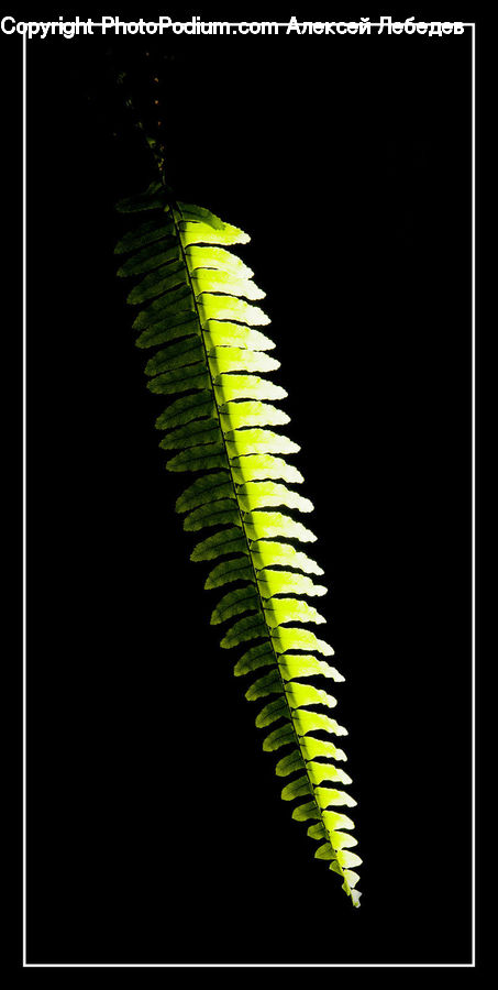 Fern, Plant, Blossom, Flora, Flower