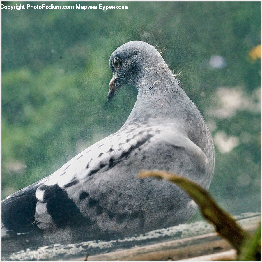 Bird, Dove, Pigeon, Blackbird, Crow
