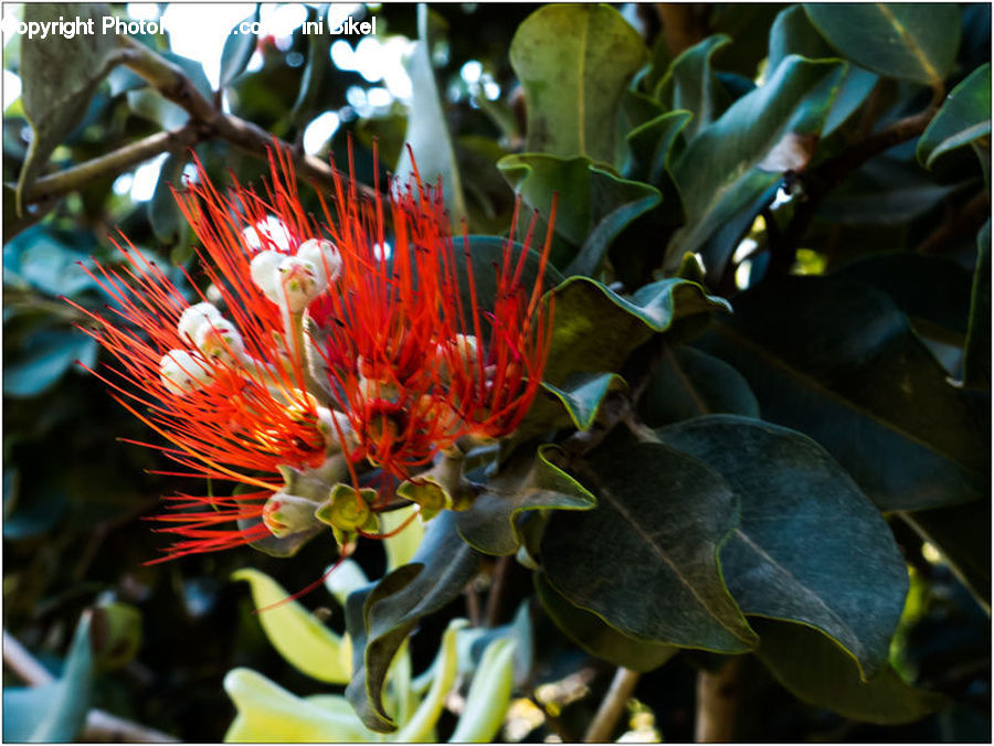 Sea Life, Plant, Blossom, Flora, Flower, Floral Design, Flower Arrangement