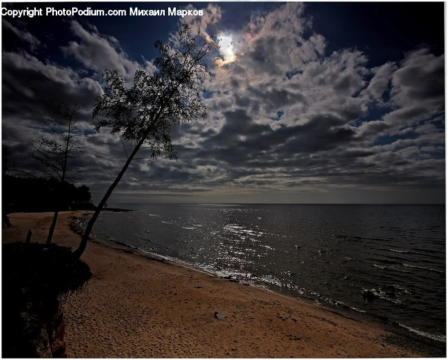 Cloud, Cumulus, Sky, Azure Sky, Outdoors, Plant, Tree