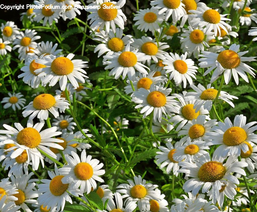 Daisies, Daisy, Flower, Plant, Asteraceae, Blossom, Flora