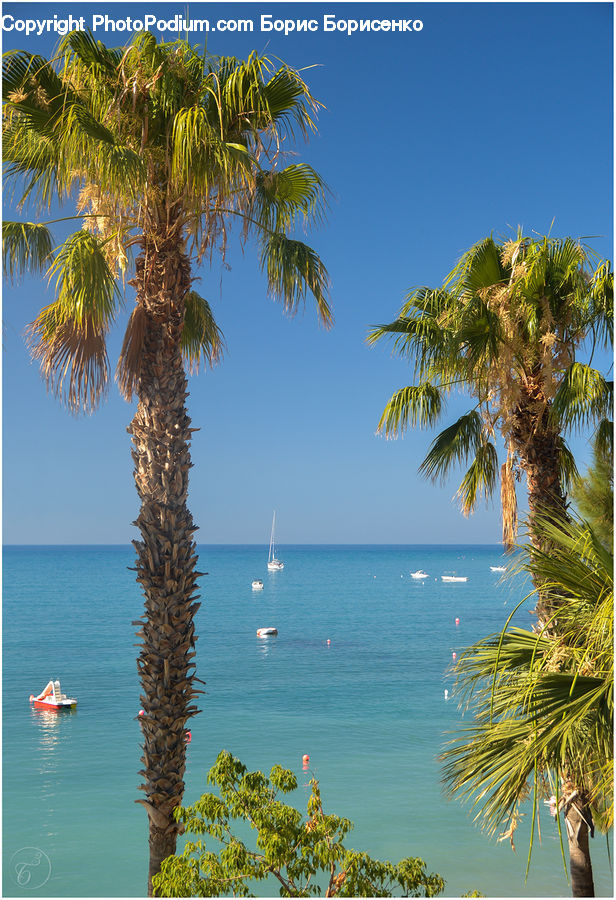 Beach, Coast, Outdoors, Sea, Water, Palm Tree, Plant