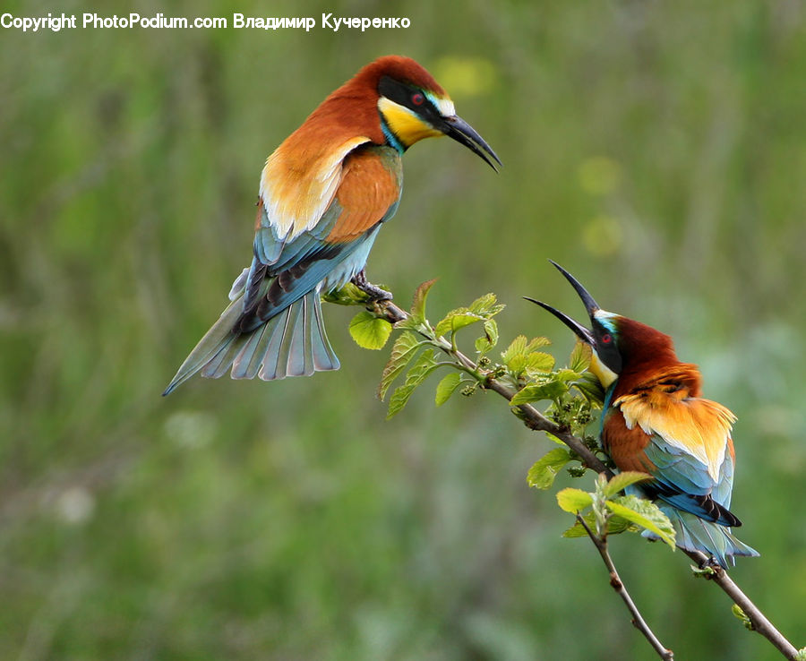 Bee Eater, Bird, Beak