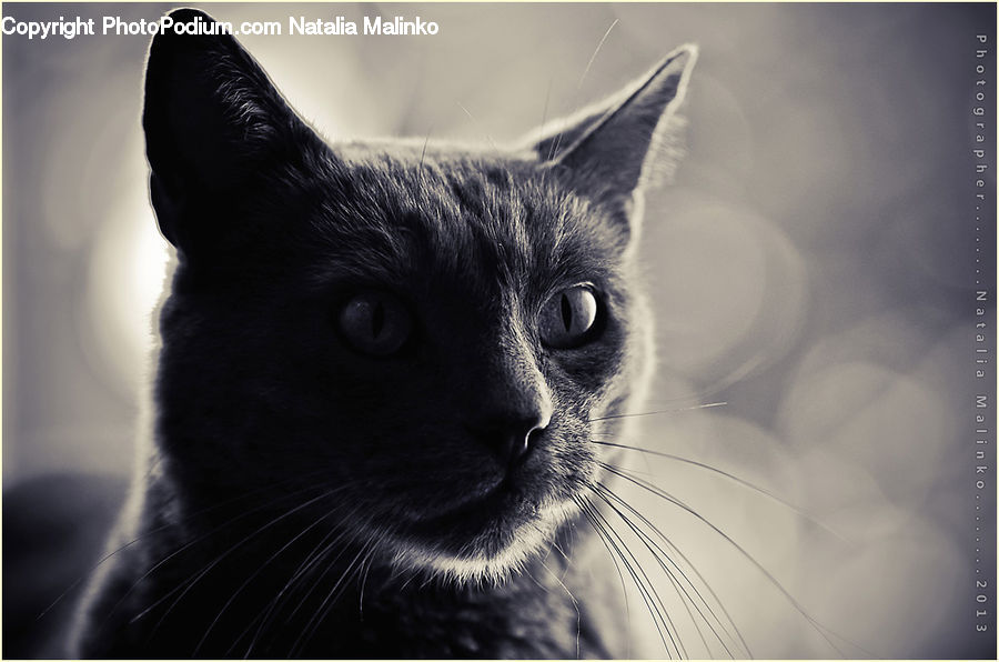 Animal, Black Cat, Cat, Mammal, Pet